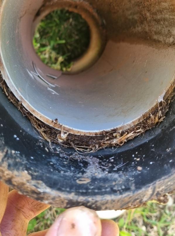 Section of drain pipe held up to the camera with fine tree roots packed around the joint